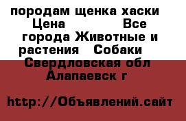 породам щенка хаски › Цена ­ 10 000 - Все города Животные и растения » Собаки   . Свердловская обл.,Алапаевск г.